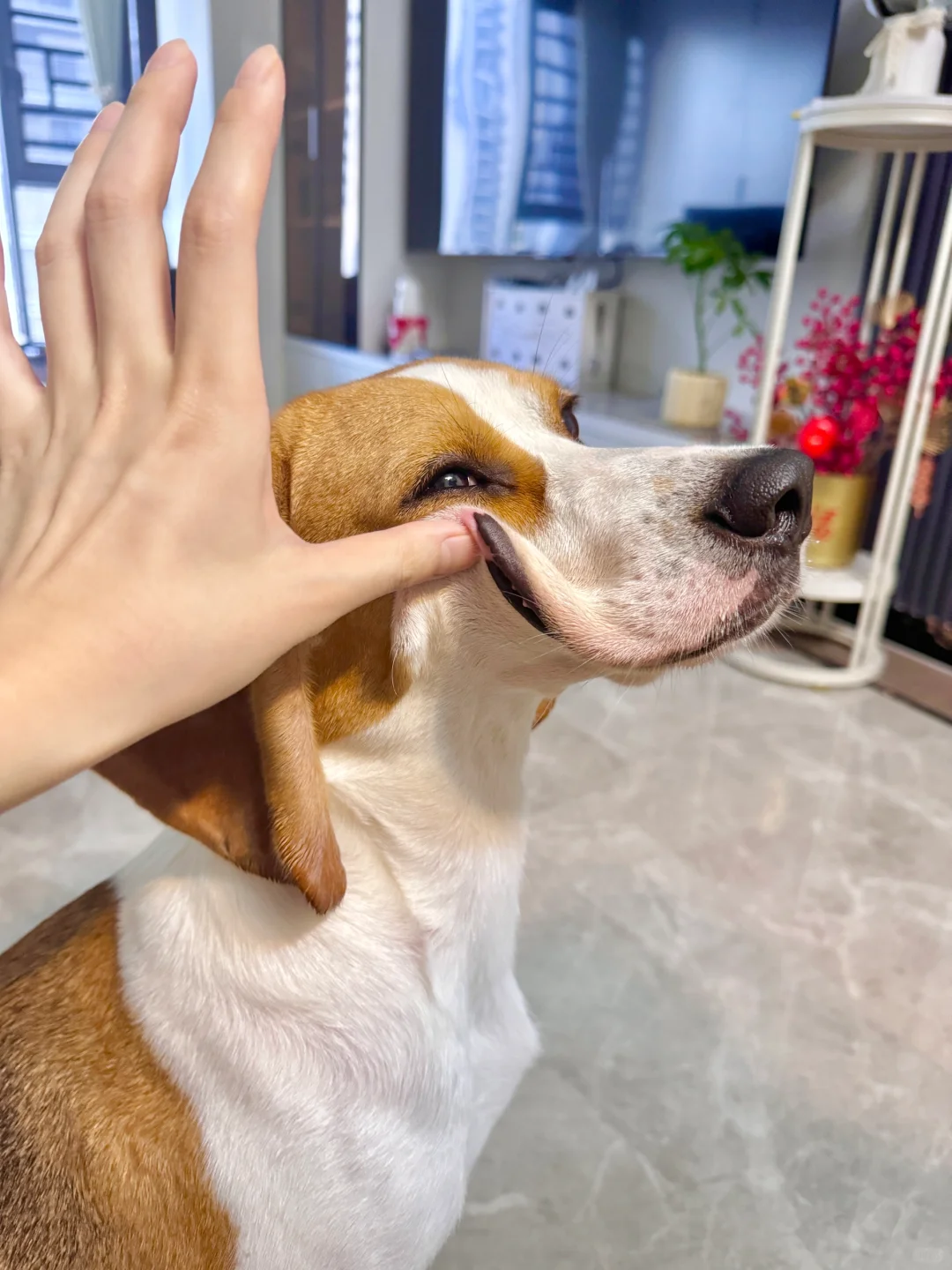 嘴皮笑—嘴皮辣么松，都可以遮住眼睛啦