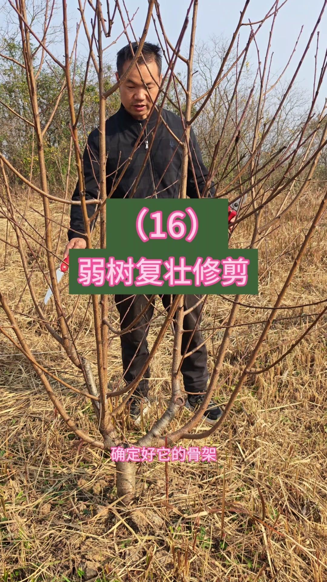 🍃老弱桃树想复壮？掌握这几步修剪方法，来年就能挂满果！
先确定主骨架，把中间长