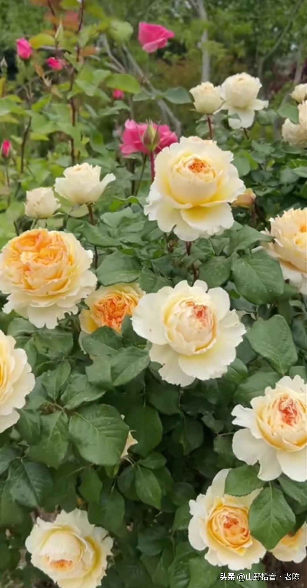 月季花开，四季常春🌹。红粉相间如云霞，金黄灿烂似暖阳，层层花瓣藏着无尽的温柔与