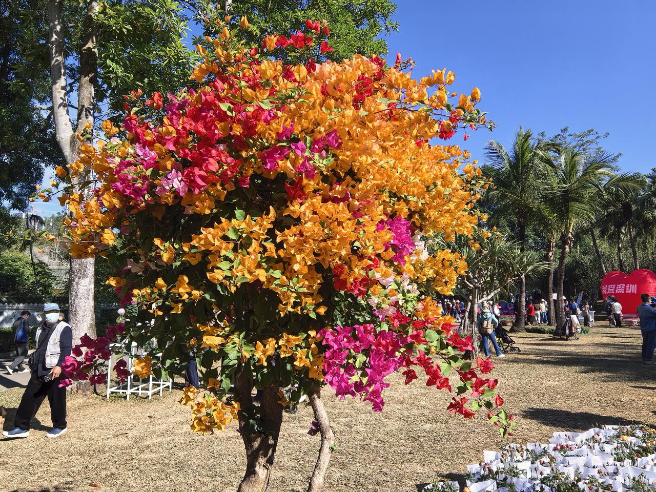 分享你手机中的花花草草深圳的三角梅在一棵树上能开出无颜六色的花，真是美。