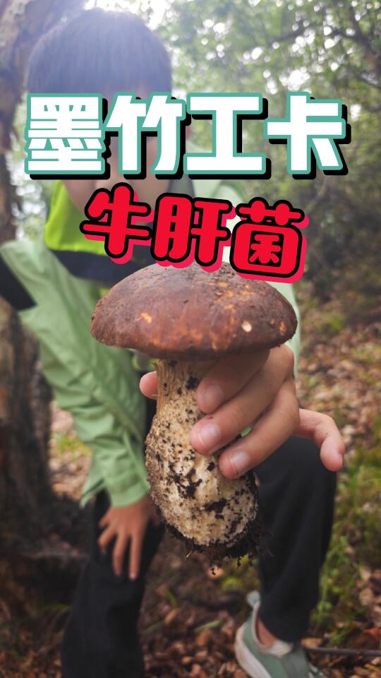 拉萨游记|墨竹工卡牛肝菌|2025夏天