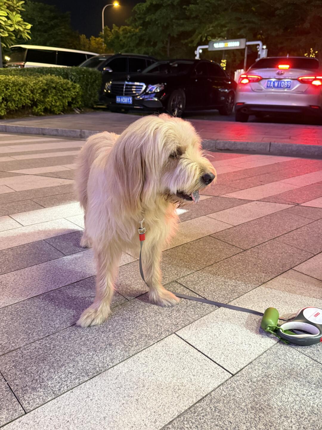 不愿回家的狗狗
