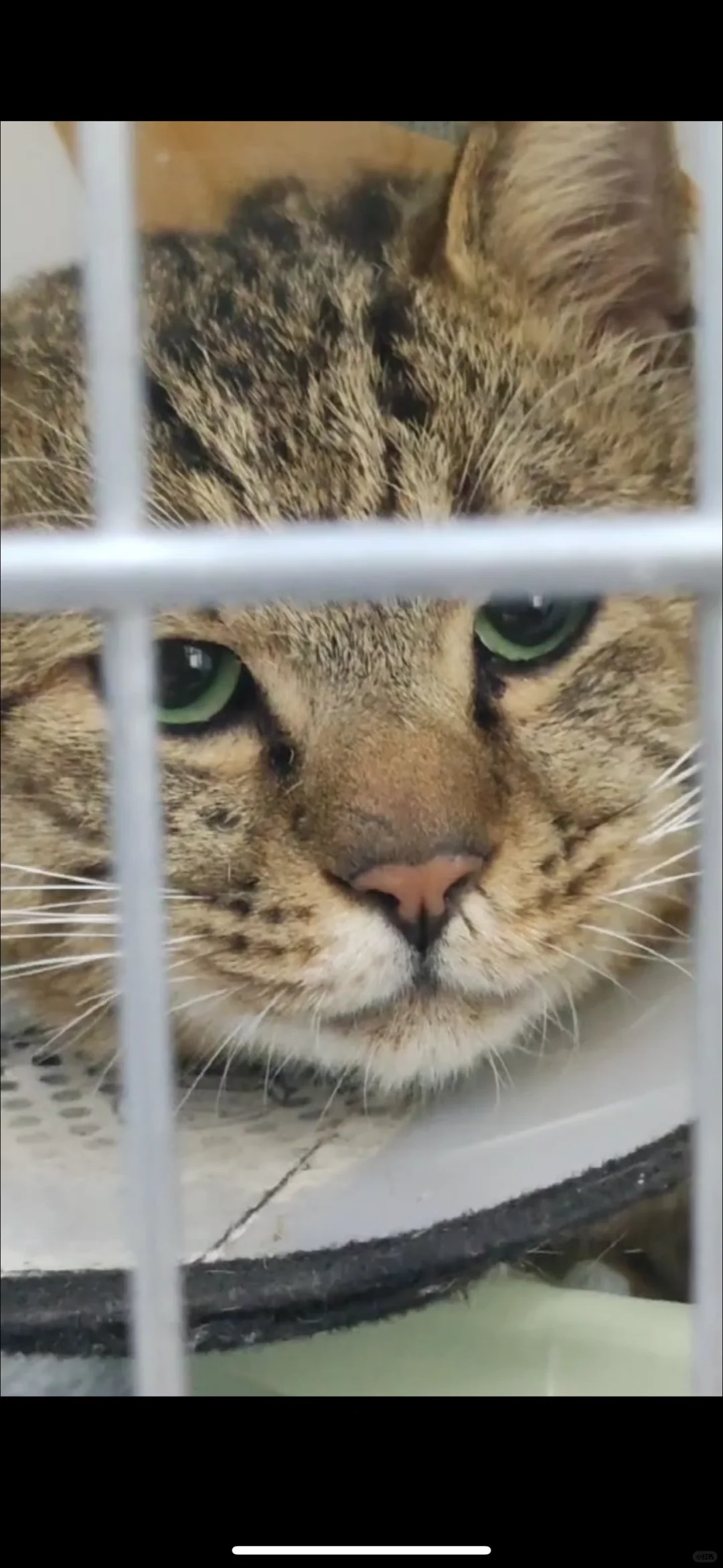 凌晨四点多抓到了两只流浪猫