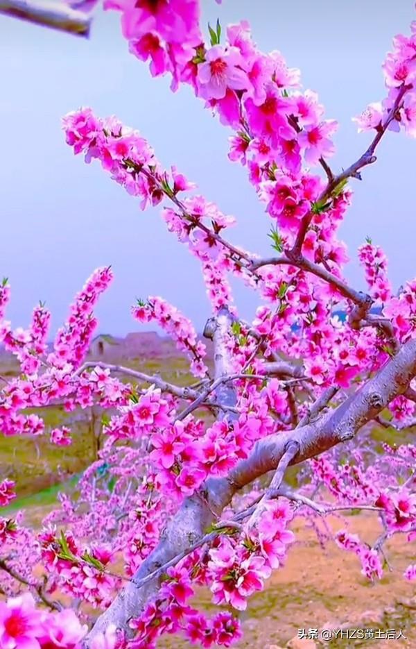 一树桃花一树春，
万山红遍万山浓。