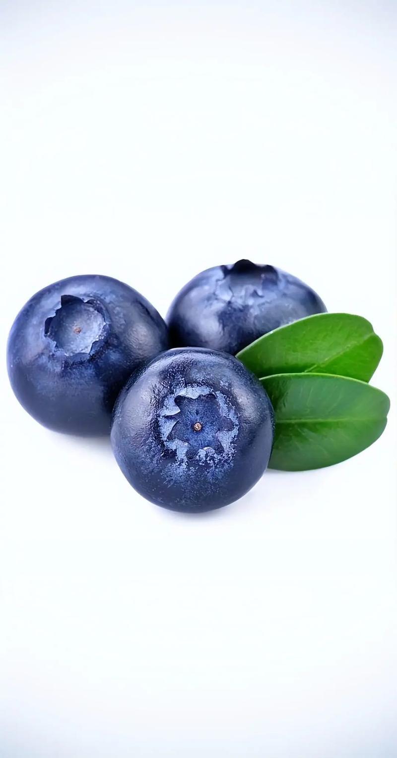 超越美国，跃居全球第一！突破国外育种限制！中国蓝莓是怎么 “逆袭” 的？
曾几何