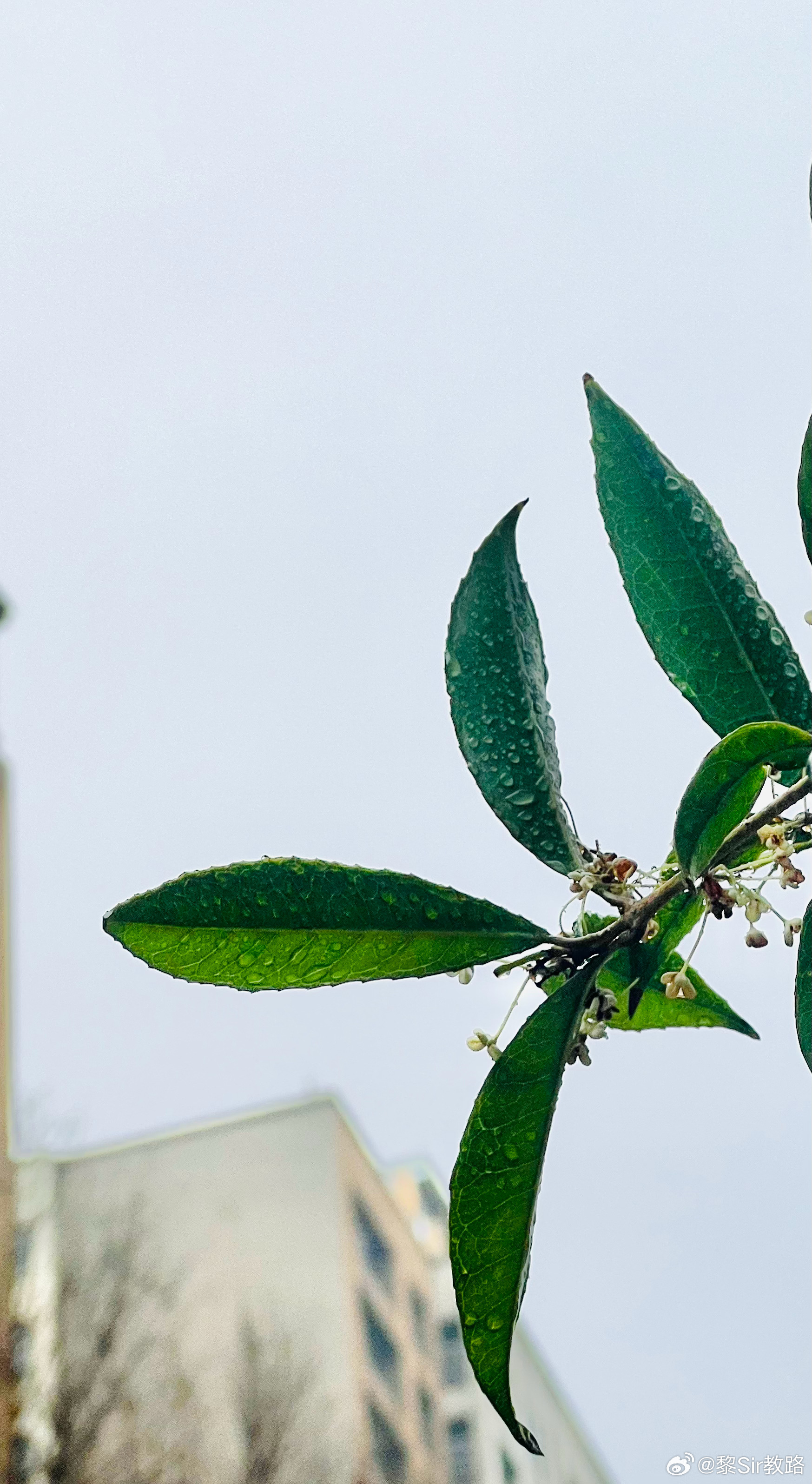 雨，早机，也争取跑个步 