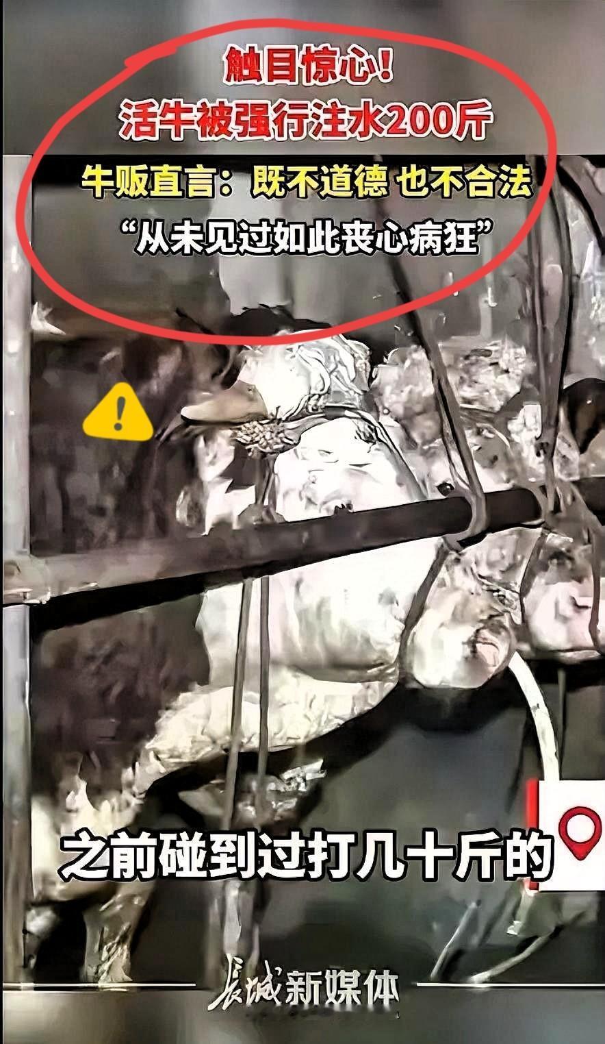 钦州那“注水牛”的事你知道吧，太过分了真的是，那个买牛的人，打开那个放水的地方，