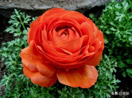 橙玫瑰真的太惊艳了！它不像红玫瑰那么热烈张扬，也不像粉玫瑰那么温柔甜美，却有着自