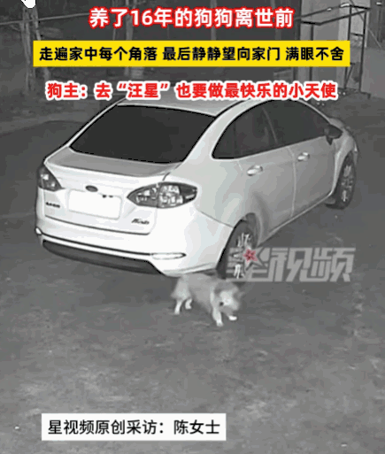 万物皆有灵！湖南湘潭，一女子下班回家，发现陪伴了16年的爱犬已经冰冷僵硬。她心痛