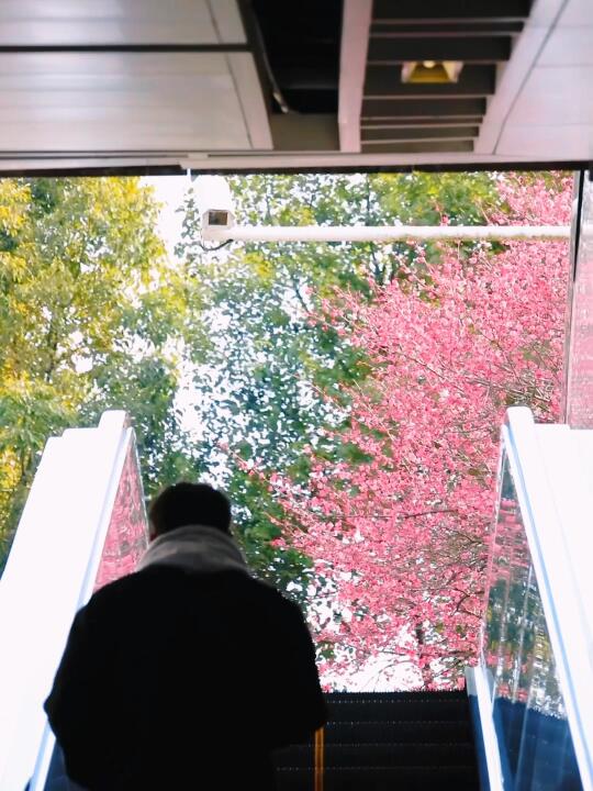 走，上春山🌸搭乘南京开往春天的🚇…live