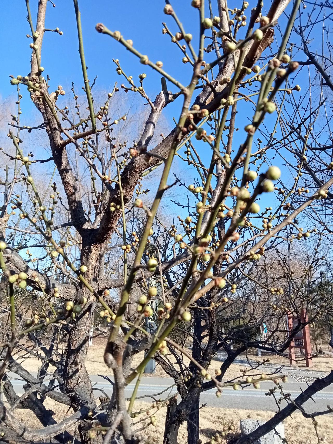 腊梅花的颜色还挺丰富的。最常见的是黄色，金黄透亮，像冬日里的暖阳，给人一种温暖又