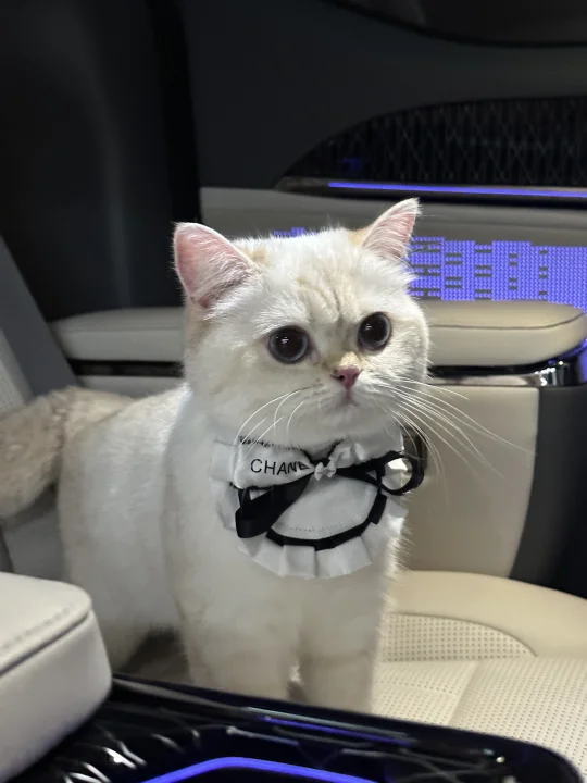 当我养了一只社会化💯的猫~