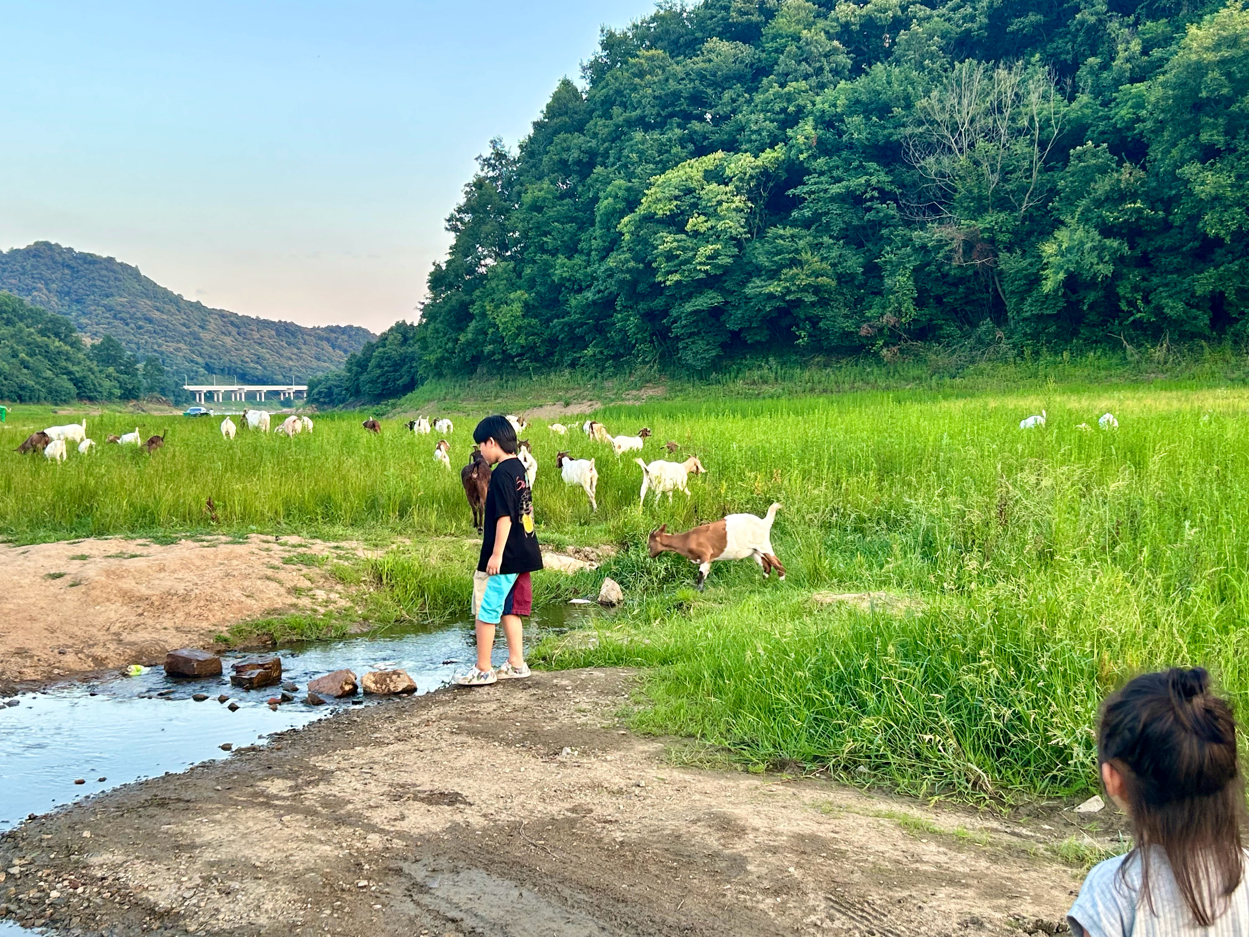 醒啦～今天感冒好一点，就是咳嗽的厉害哥哥弟弟执着于喂小羊🐏哥哥弟弟看到小羊𓃚