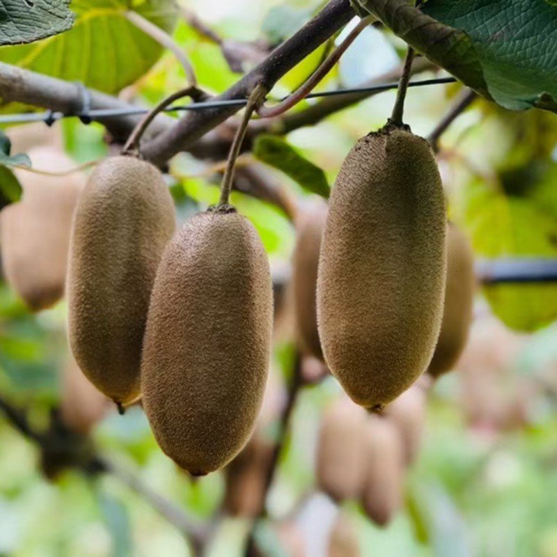 陕西周至金福猕猴桃 生吃爽脆酸甜 催熟绵密香甜