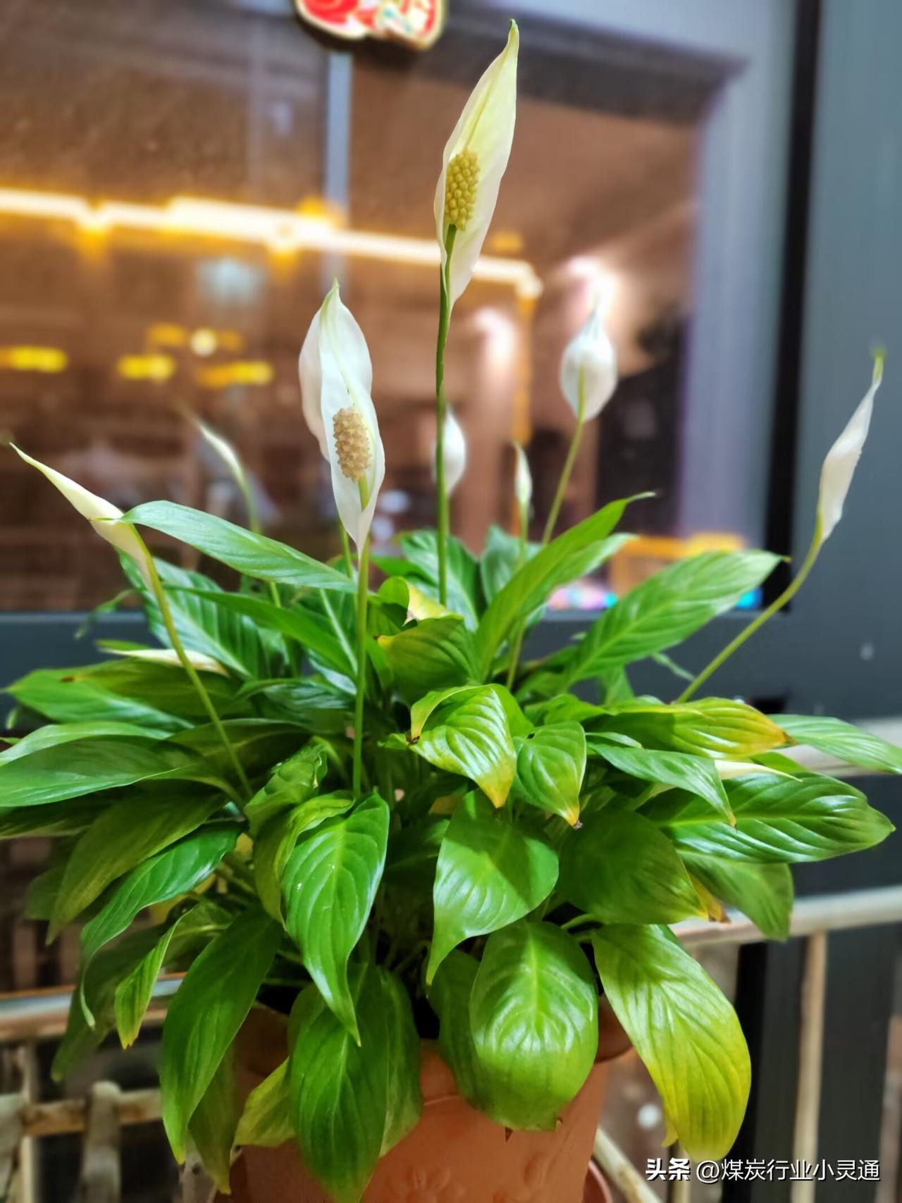 工作是饭碗，认真端稳；
生活是日子，好好去过；
自己是自己，别为难自己。
所以，