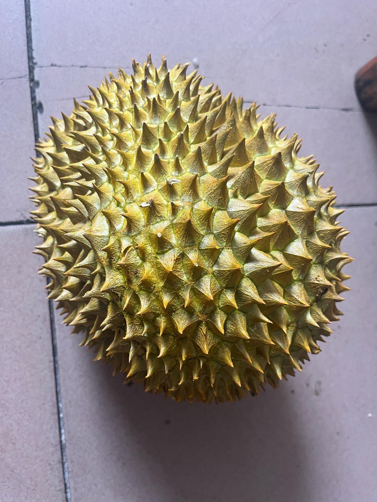 真是萝卜白菜各有所爱。
有没有不喜欢吃榴莲的？
中秋回家，姐姐也是斥巨资买了两个