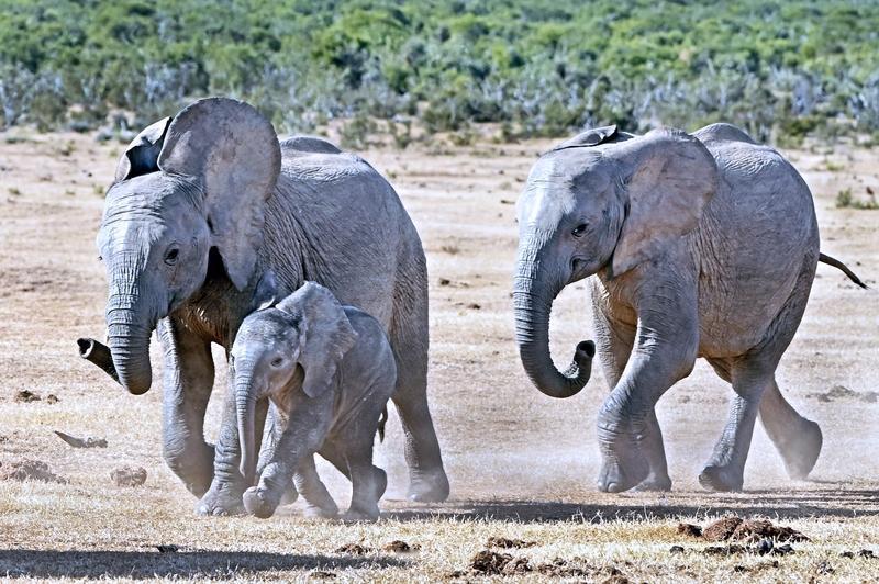 【四肢脚的大象也会跌跤】
        “四只脚的大象也会跌跤”这句柬埔寨谚语