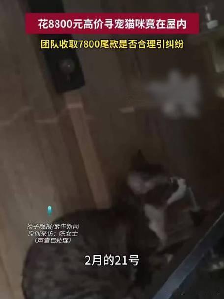 上海陈女士误以为心爱的猫咪走失，焦急万分之下花费8800元，雇佣了一支专业寻宠团