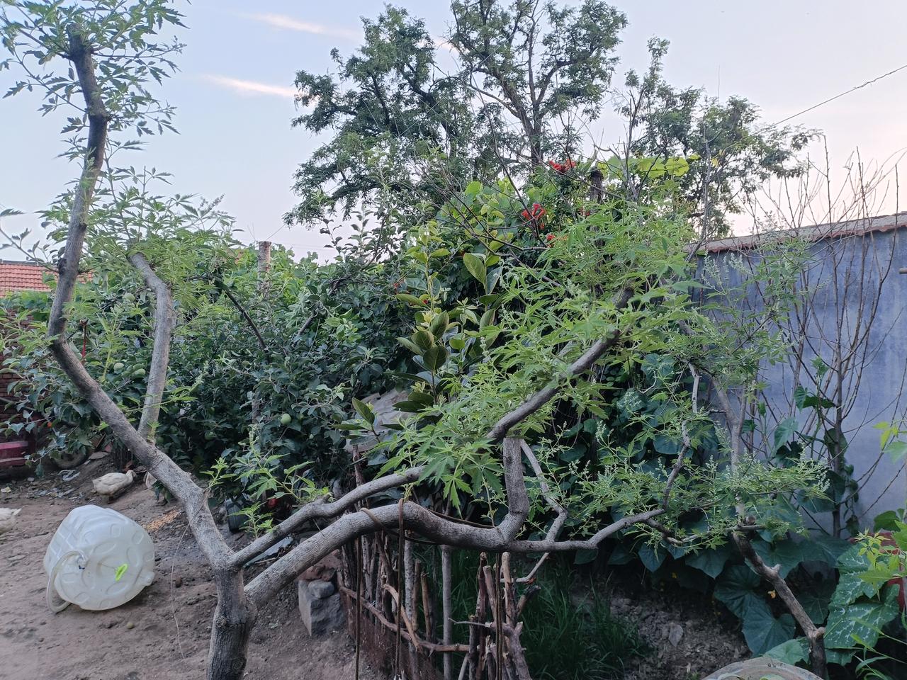 怎样做到形不破体，力不出尖？
先把三尖对照搞明白，
再把外三合做到位，
这就有了