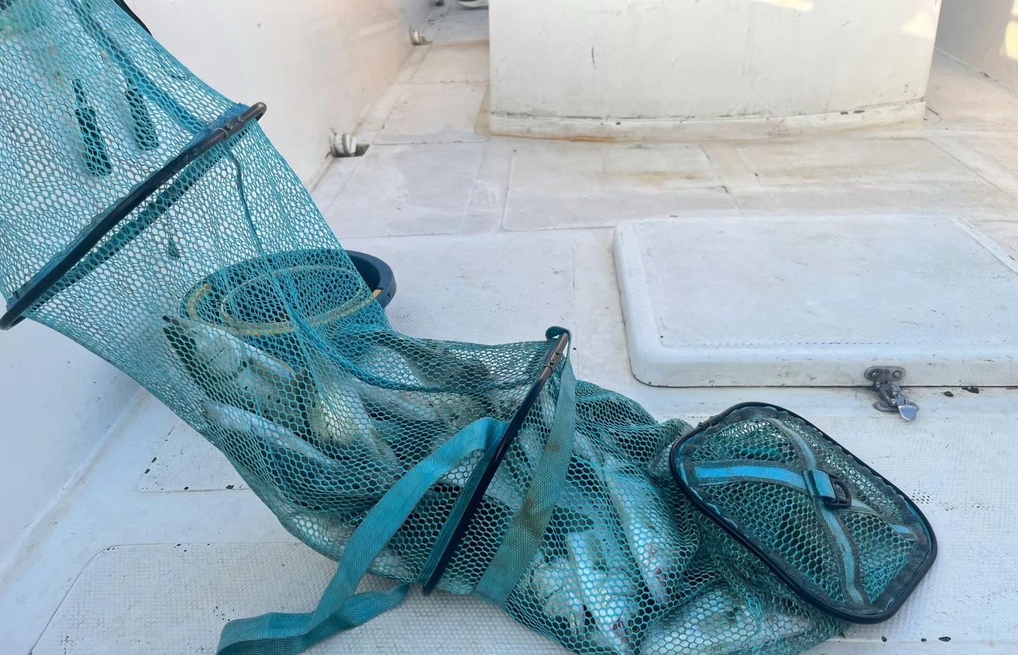 这么近、那么美，周末必须来河北跟兄弟几个出来海钓，爆护、爆护黄金金价日常分享