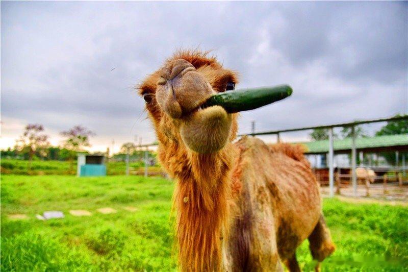 投喂动物与动物交朋友一直是孩子们喜欢的体验项目，很多旅游景区都建有萌宠园。10月