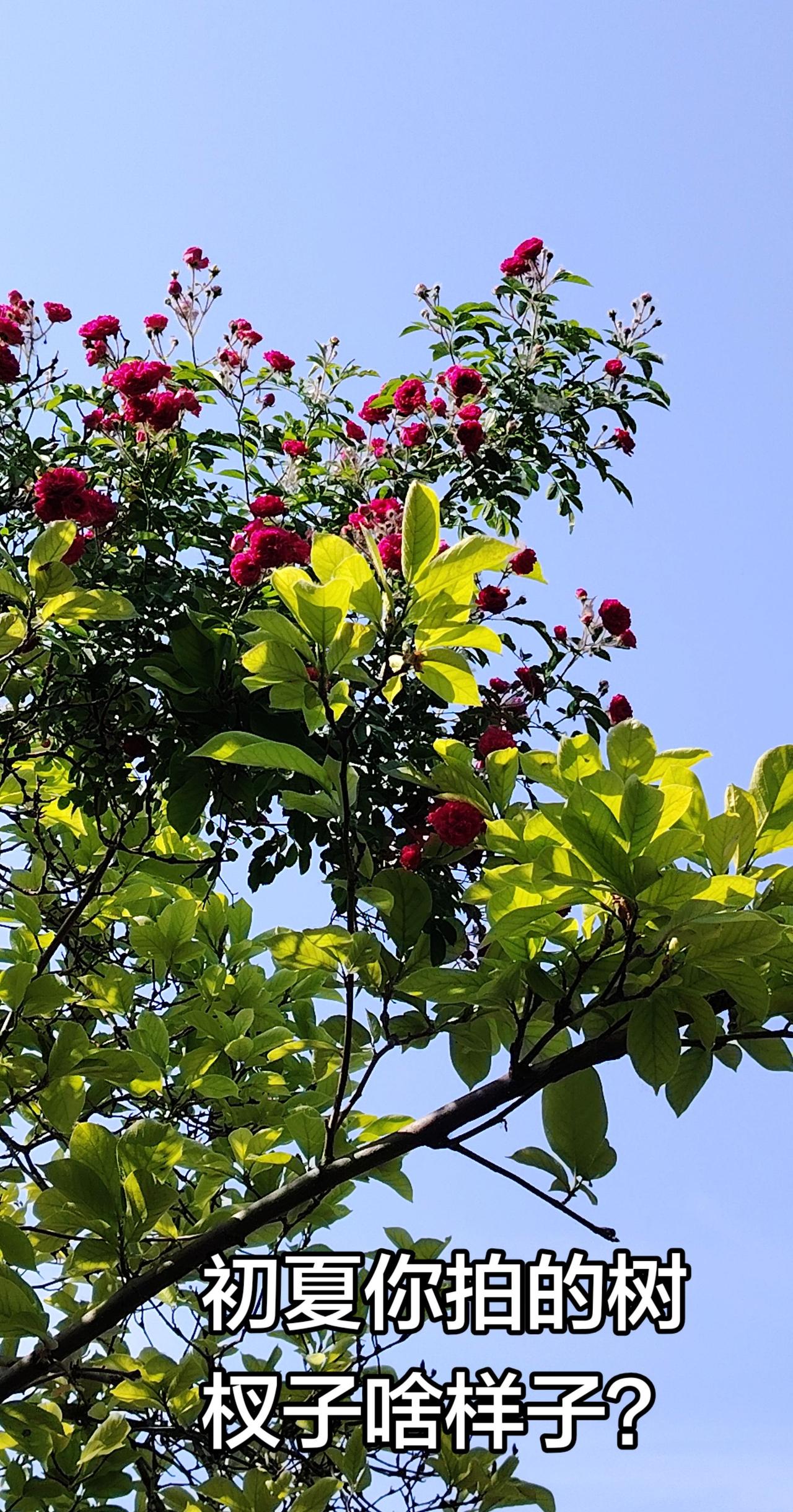蓝天白云绿树鲜花交织在一起，