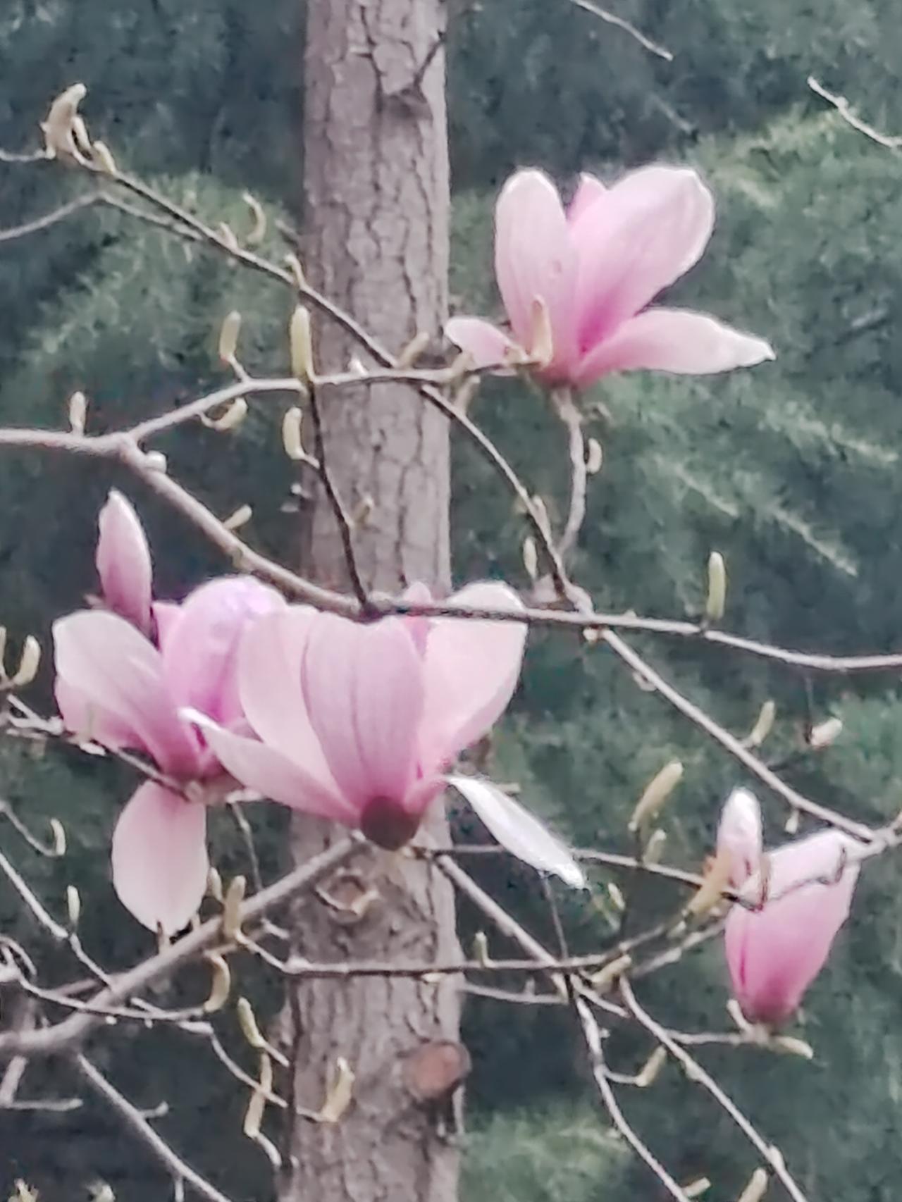春日生活打卡季 一组灵动的玉兰花。玉兰花之美，人所共知。其花朵硕大，身姿飘逸灵动