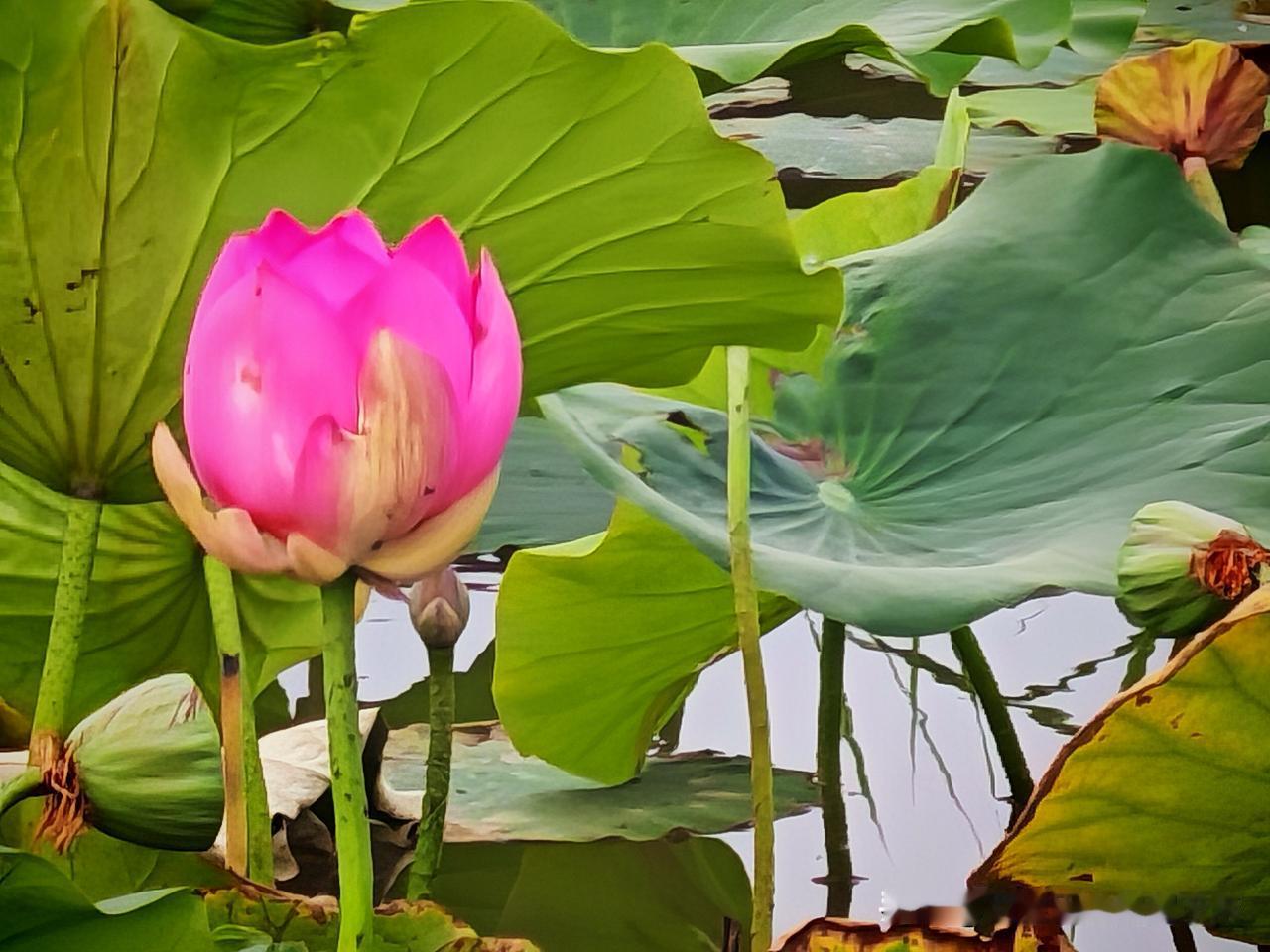 夏日生活打卡季