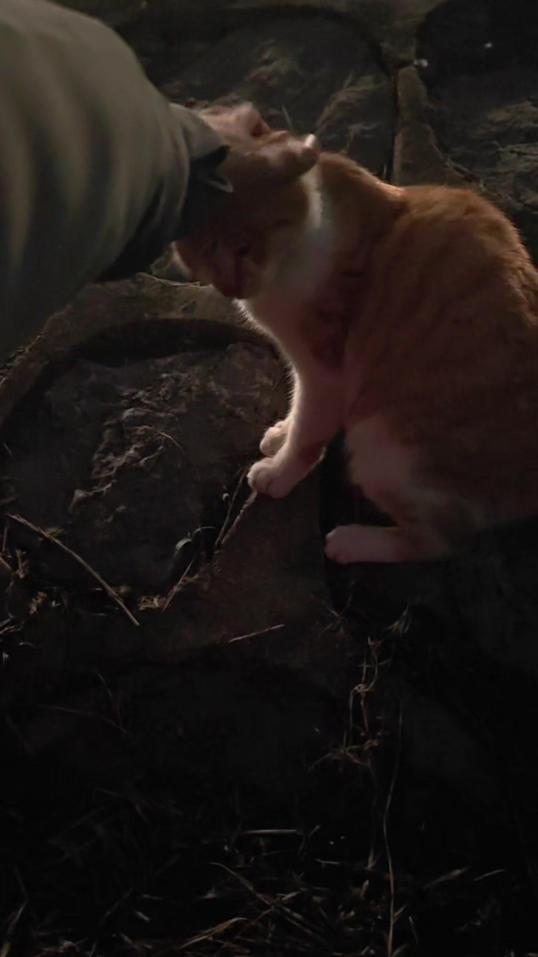 🐾钓鱼人随手丢了几条小鱼，流浪猫立刻放下戒备，乖乖让人摸头。原来善意藏在不经意