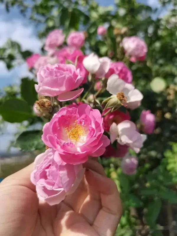 手留余香，万事好商量。


“手留余香，万事好商量”和“赠人玫瑰，手有余香”异曲