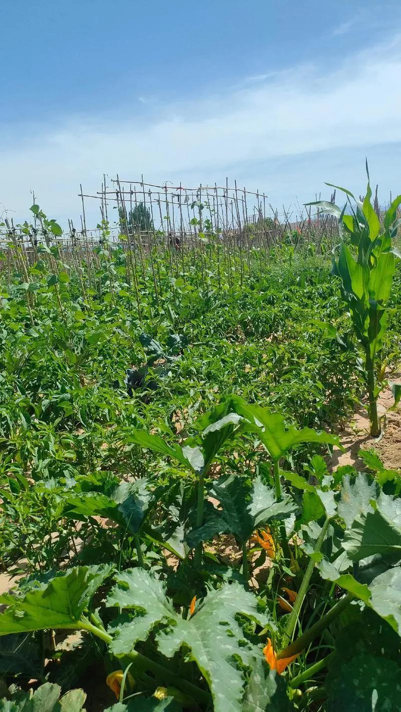 妯娌活的好惨：哥哥铁路局退休一月5千多退休金，妯娌失地金和养老金2千多，日子在城