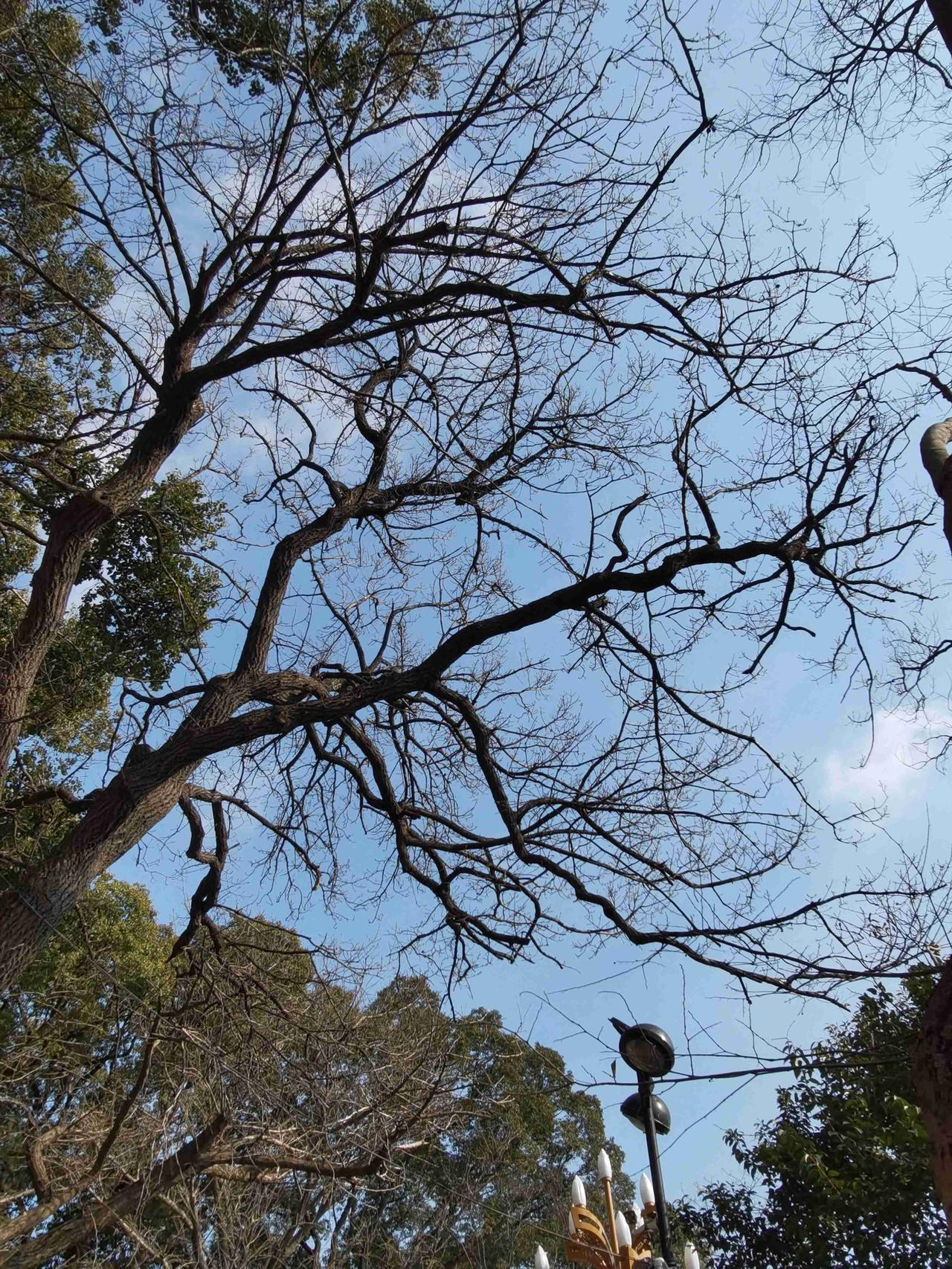 我的今日状态：😁轻松愉快
我这里的天气：☀️晴天
腊月二十一，小迎春已至✨ 距