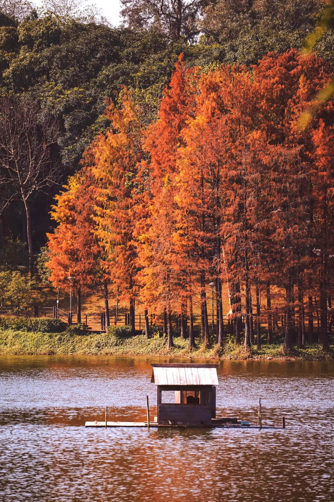 这周还能冲，广州这地方的落羽杉还在观赏期