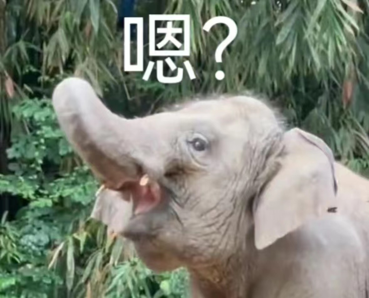 【它们当着你的面拉臭臭，其实是在和你打招呼】大象在见到同伴时，常常会当着对方的面