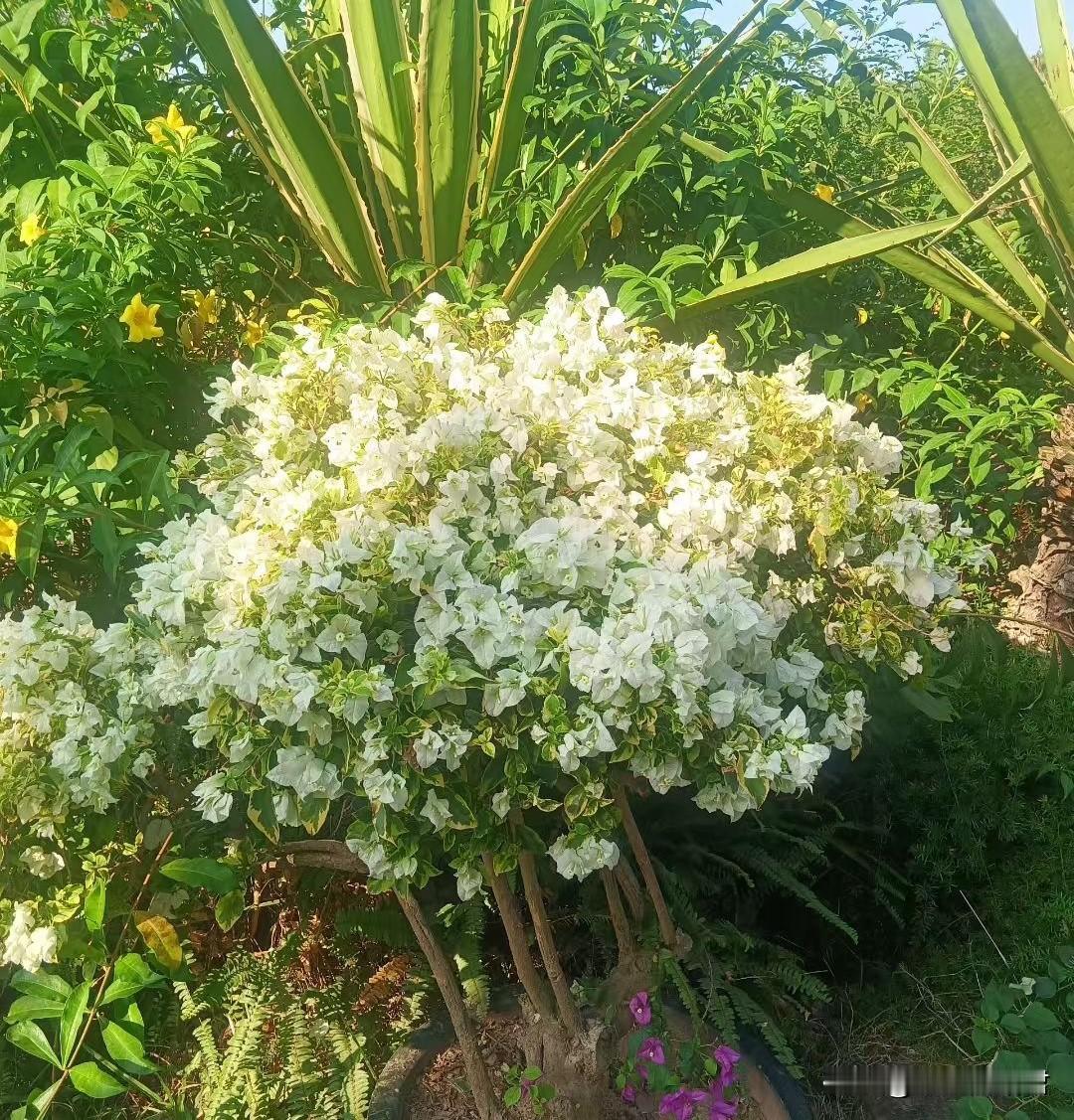 老公问我：假如，将来我们都老了，你在我前面先走了，你希望我给你守几年，我才能再找