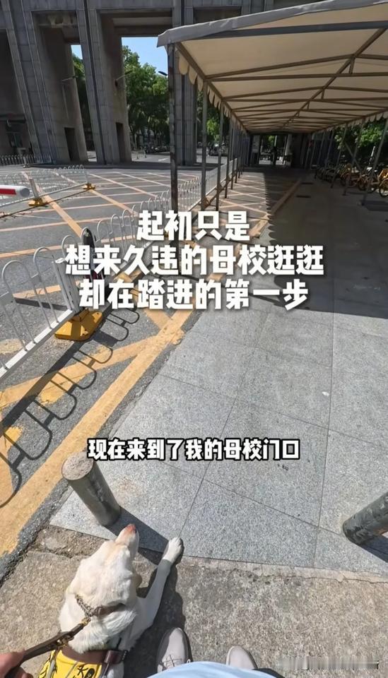 近日在武汉，有只狗火了，请记住他叫“阿尔法”
阿尔法，前面左转是文溯楼，右转该去