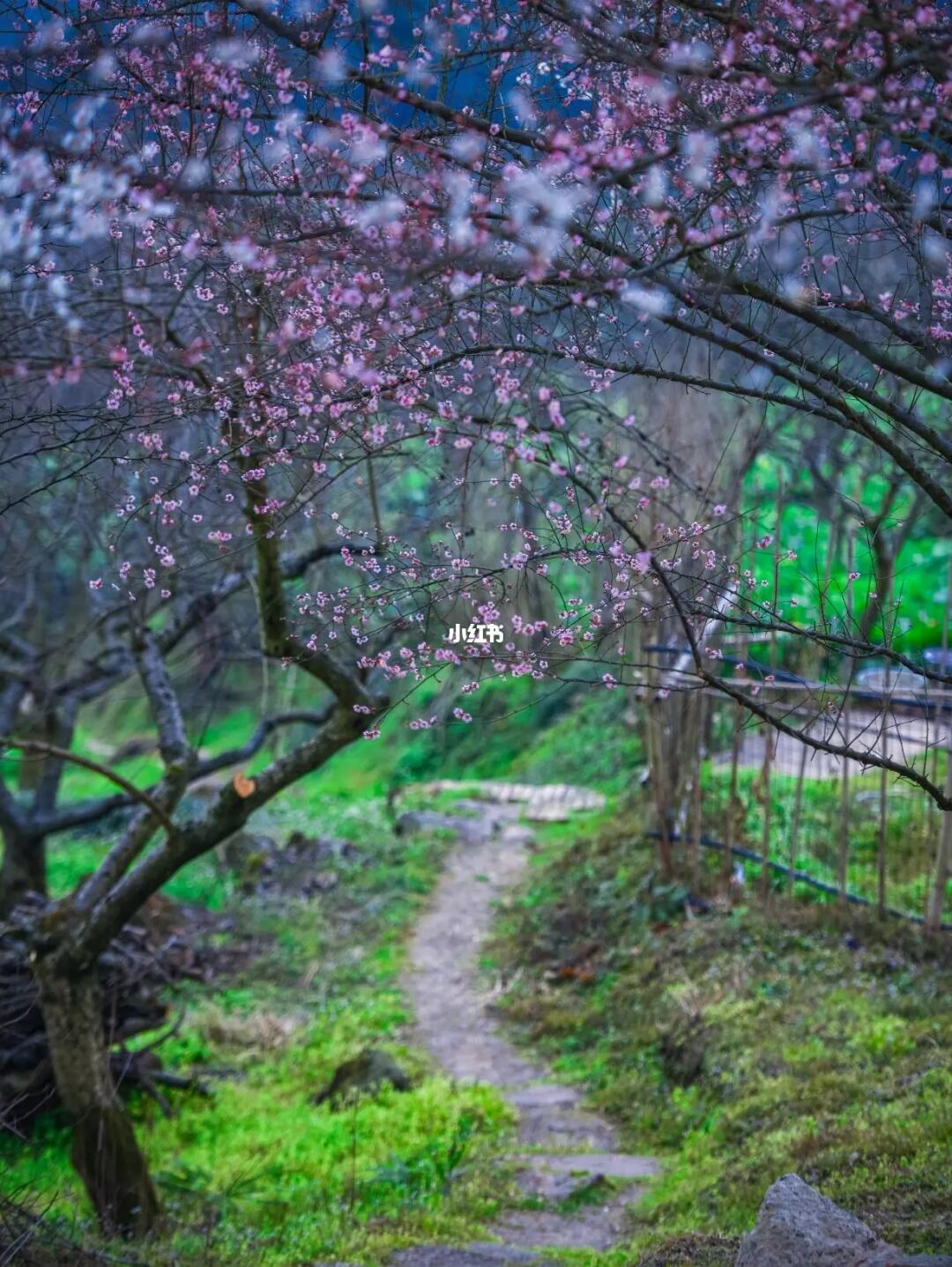 大坪村的梅花开了，文旅君赶紧逃离🚀
