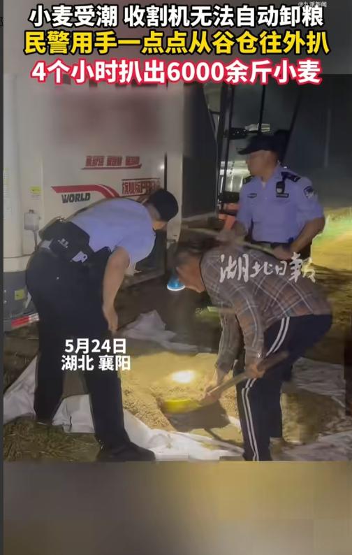 留守老人蹲在地头犯愁，收割机进不去地角麦子收不回来，派出所所长二话没说蹲下就开始