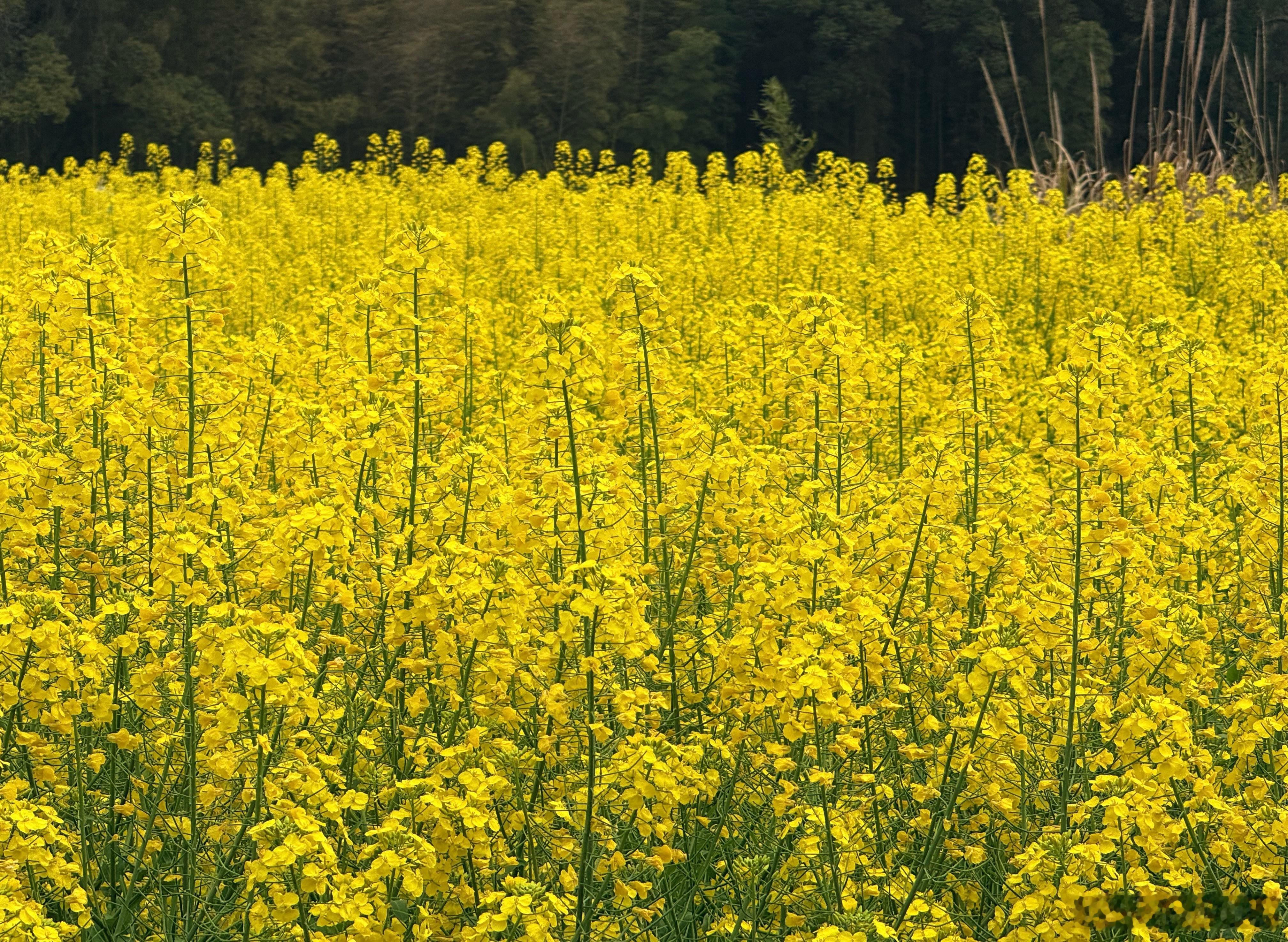 故乡的菜花开了