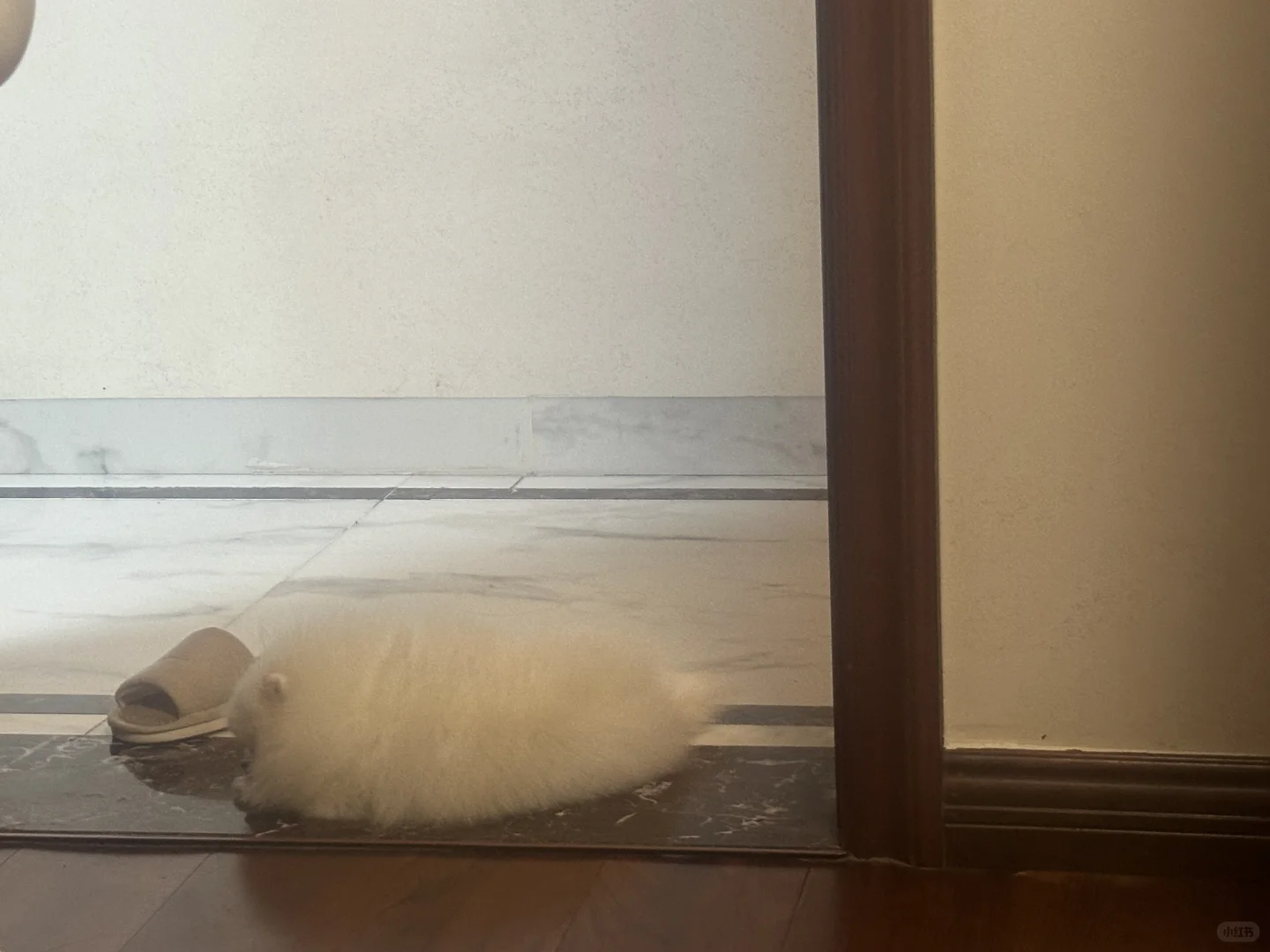 大肥蛆wink