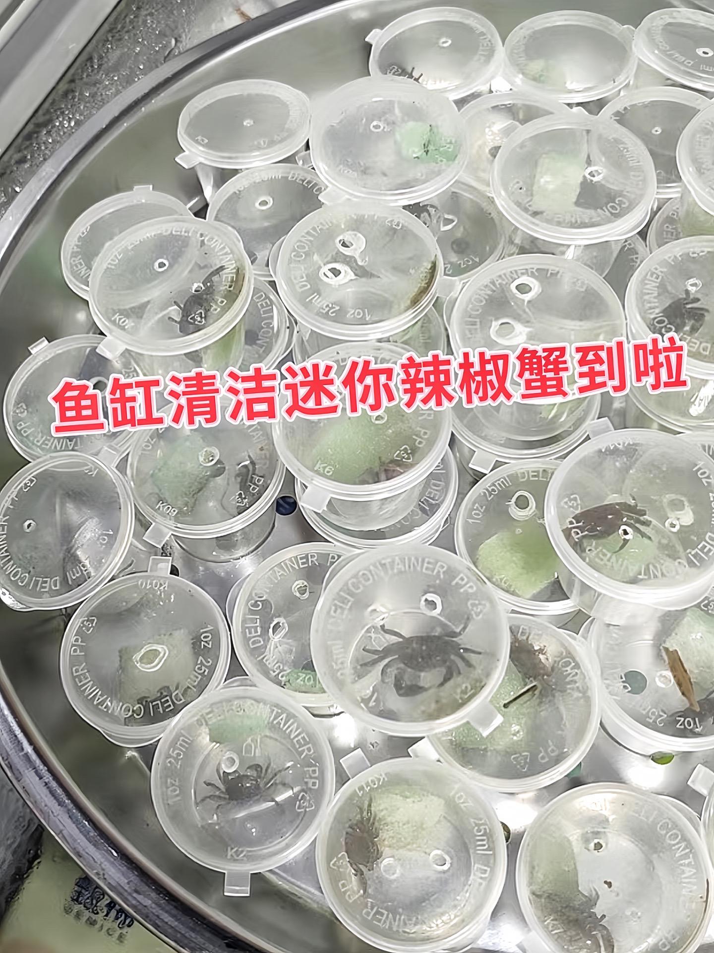 增添景观层次：其小巧身形与鲜艳外壳，在缸内穿梭、挖掘，为鱼缸造景增添动...