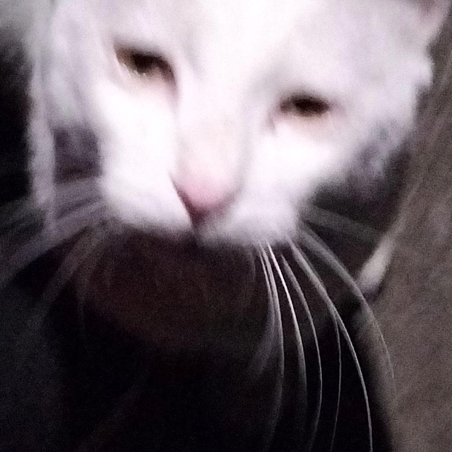 我的拍照水平也真是，太棒辣！噗