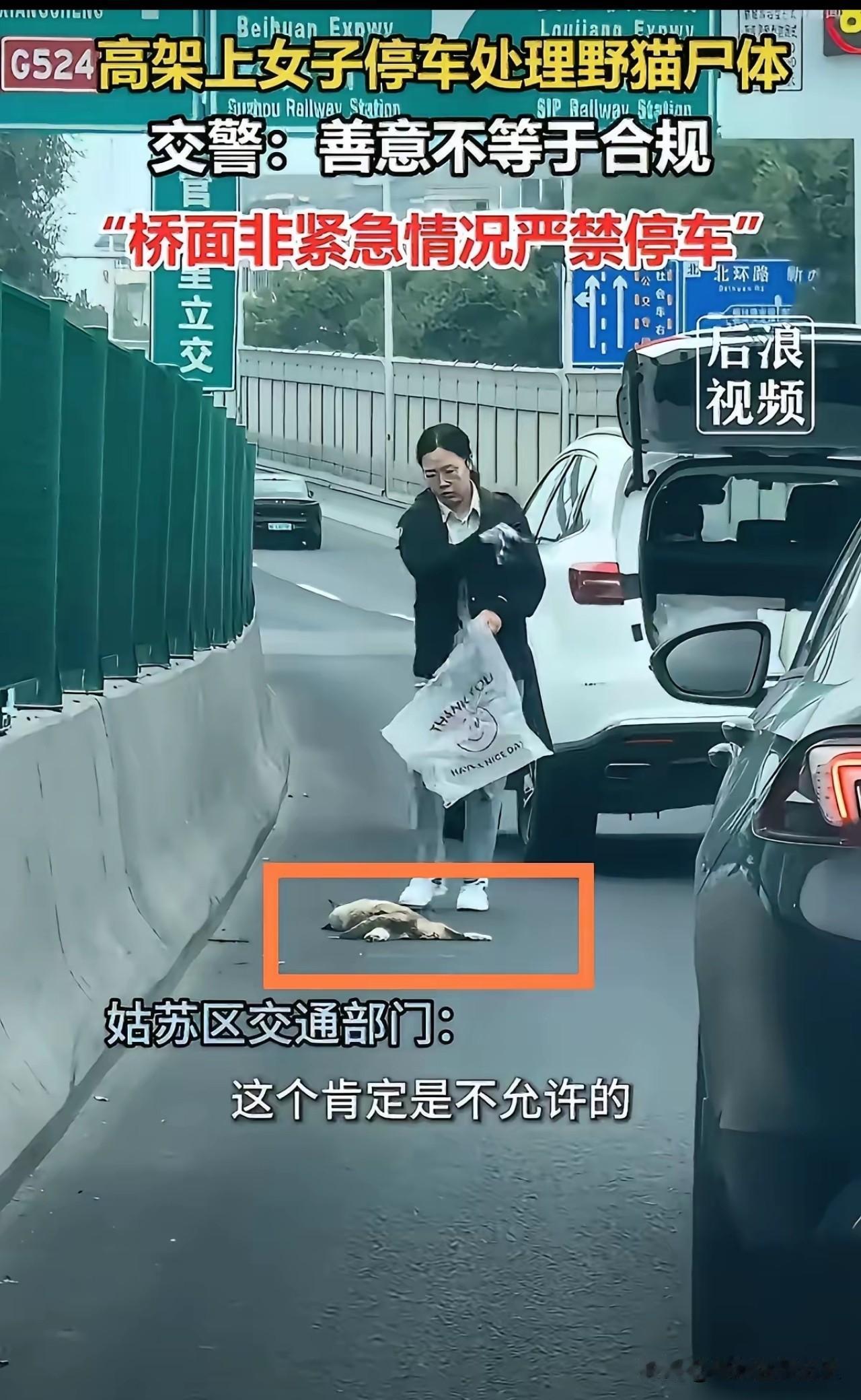 高架上处理小动物的她，本是一腔热心。
她这种做法是对是错，怎么那么多人抨击她啊！