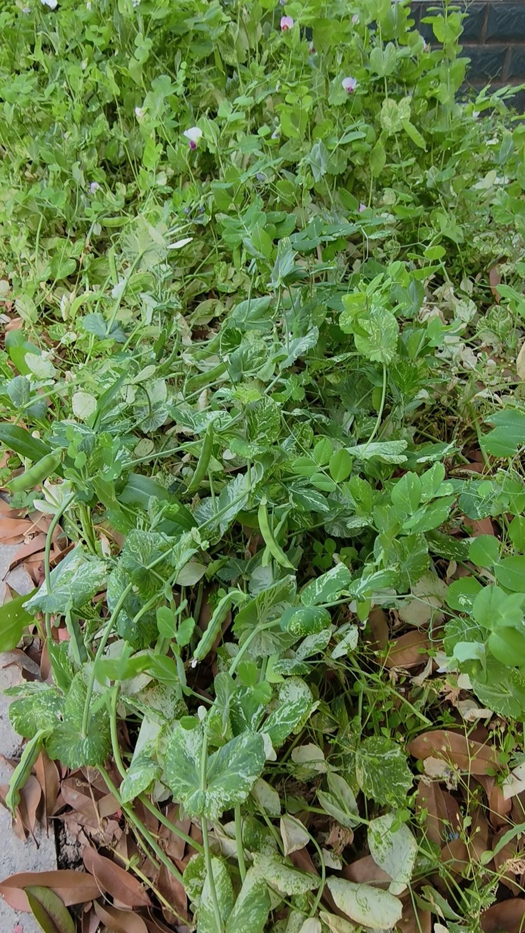 [烟花][烟花]这儿长的是什么植物呀？城市里可能许多人不认识。现在的农村孩子，如