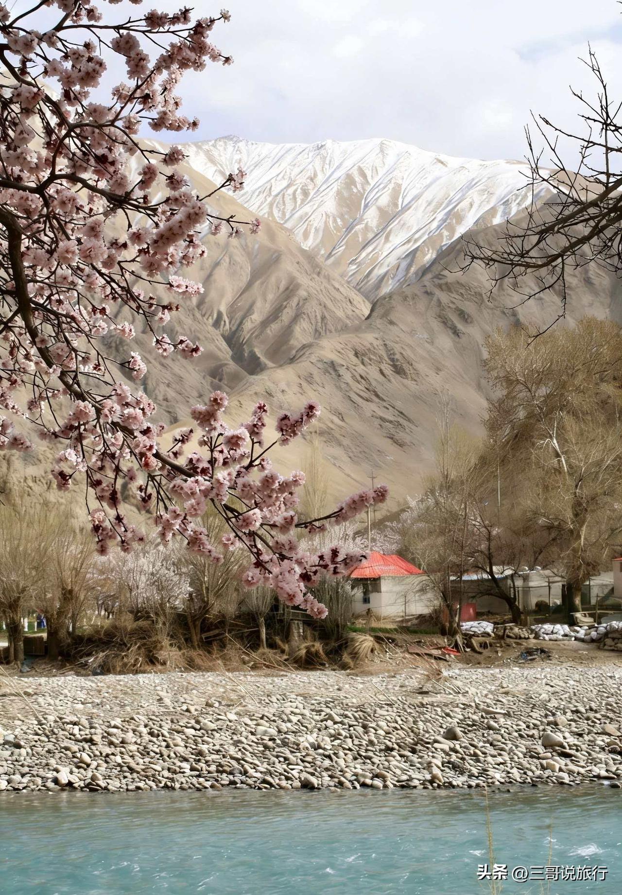 雪山为幕，杏花作信，我终于抵达了梦中的南疆。
 
这里的春天，是一场关于色彩的博