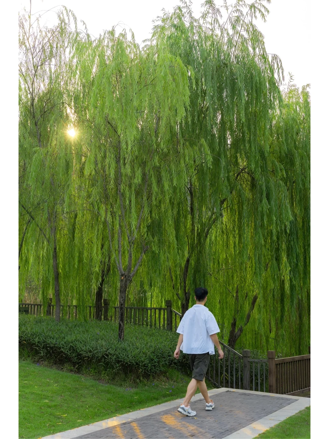 深圳宝藏小众公园，杨柳青青太治愈了‼️