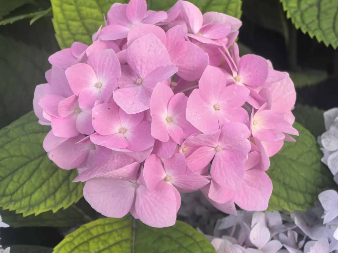 令人悦目怡神的绣球花

[玫瑰][心][玫瑰]

夏天的绣球花，清爽漂亮，看着就