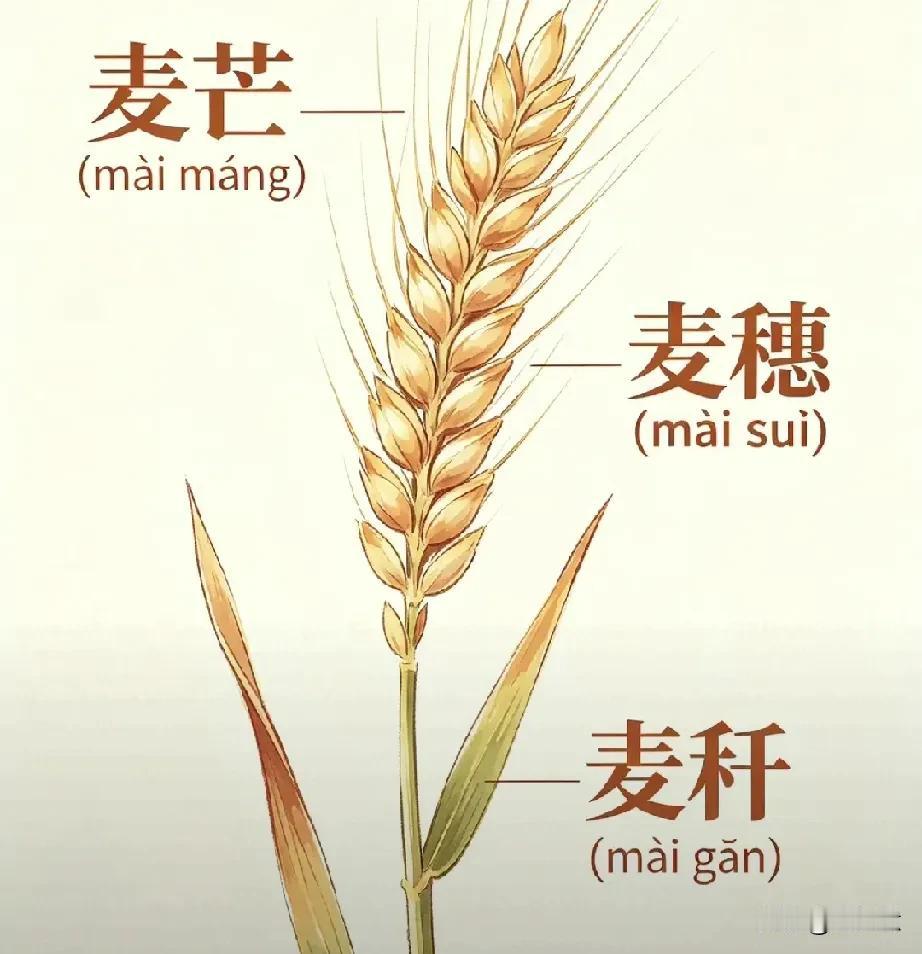 如果让你看拼音写汉字，能写对吗[奸笑]
