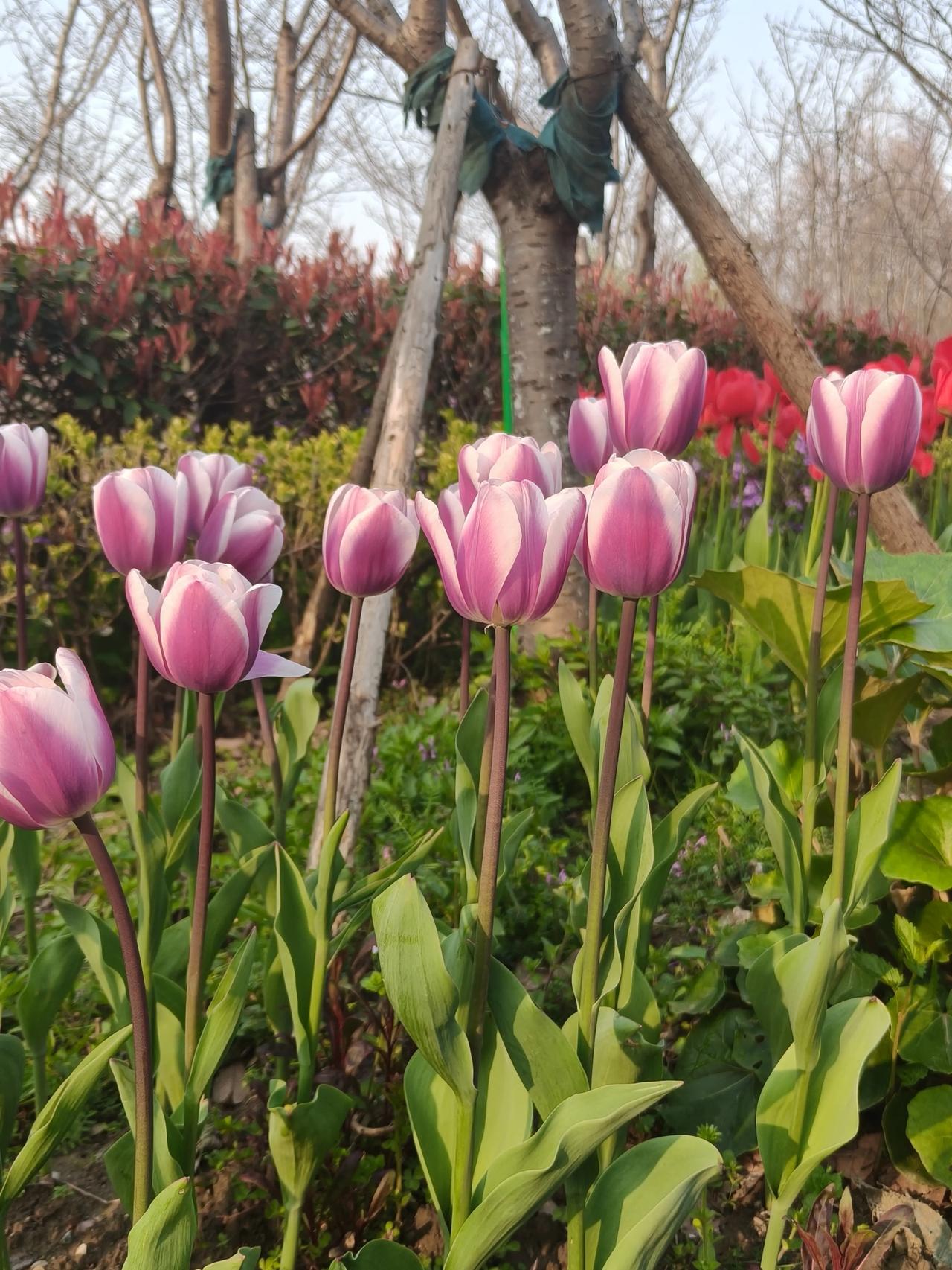 生活处处皆风景，用微笑开始新的一天✨☀️

早安[玫瑰]