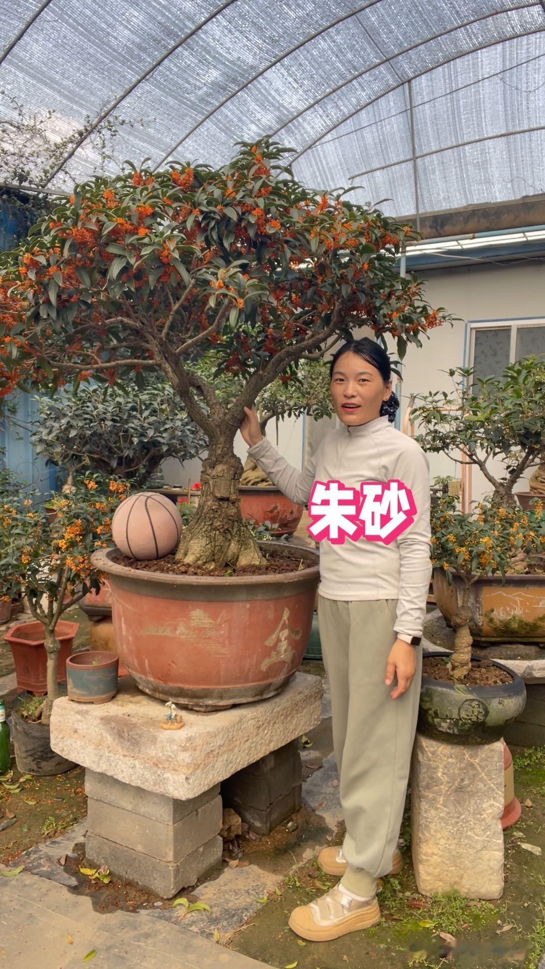 鲜桂花晒干后可以直接泡水喝吗可以的，最香的品种是金桂和银桂，其他品种也可以